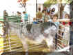 burro (93778 bytes)